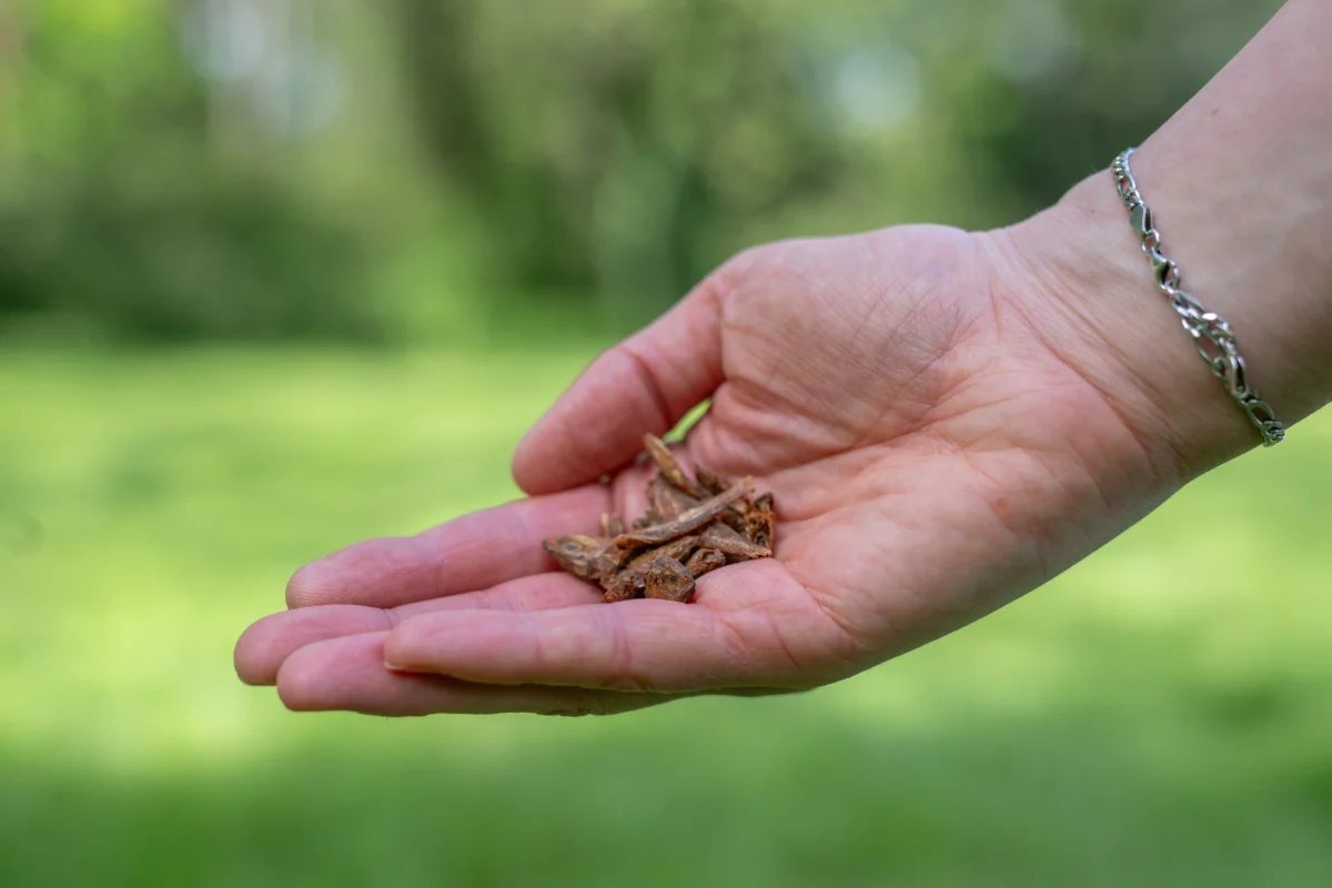 Eine hand mit Hundeleckerli