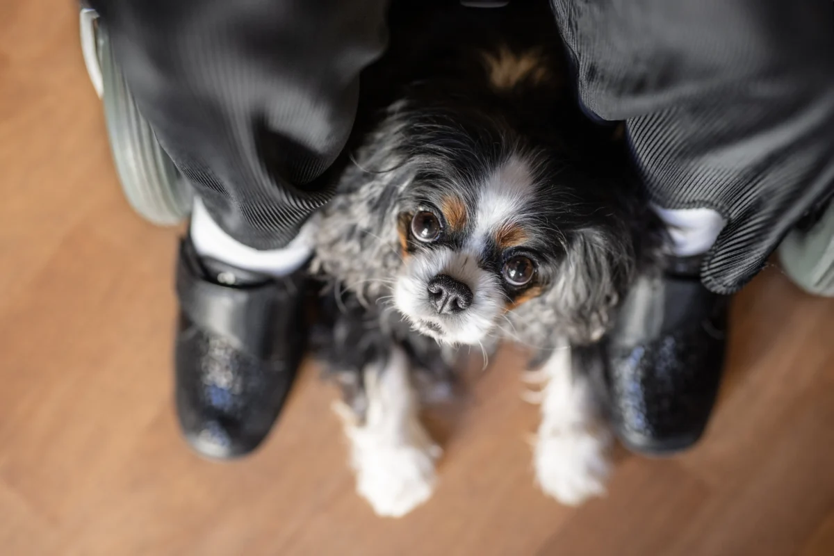 Ein Cavalier King Charles Spaniel sitzt bei einer älteren Dame am Rollstuhl.