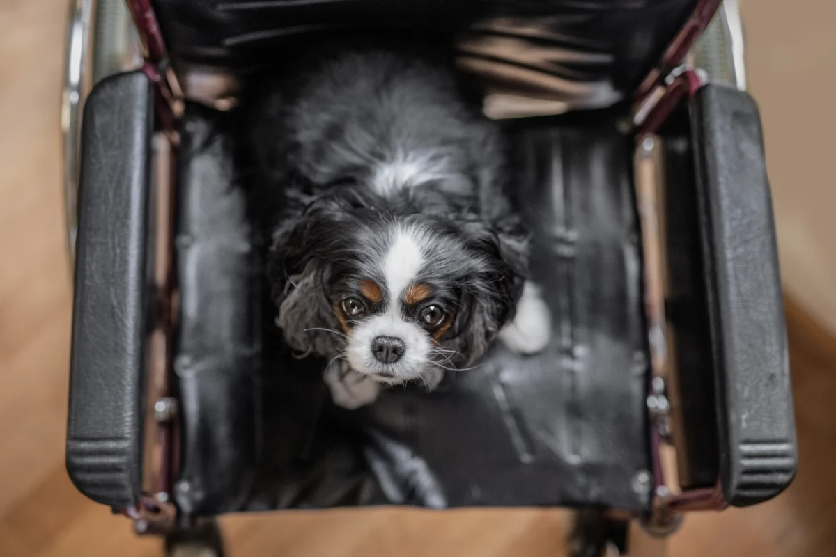 Ein Cavalier King Charles Spaniel sitzt auf einem Rollstuhl.