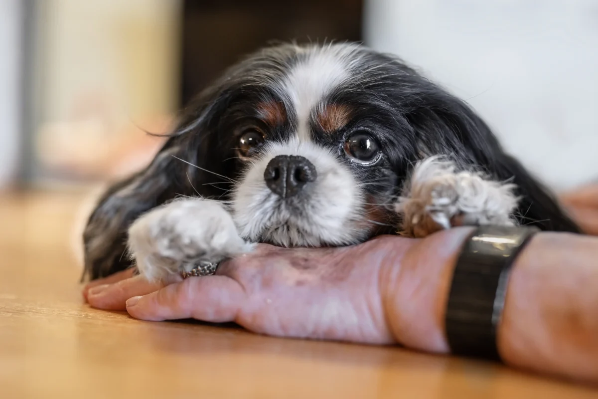 Ein Cavalier King Charles Spaniel liegt auf der hand eines älteren Menschens