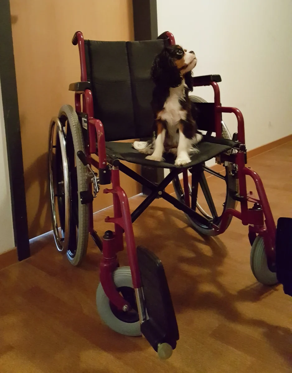 Ein Cavalier King Charles Spaniel Welpe sitzt auf einem Rollstuhl.