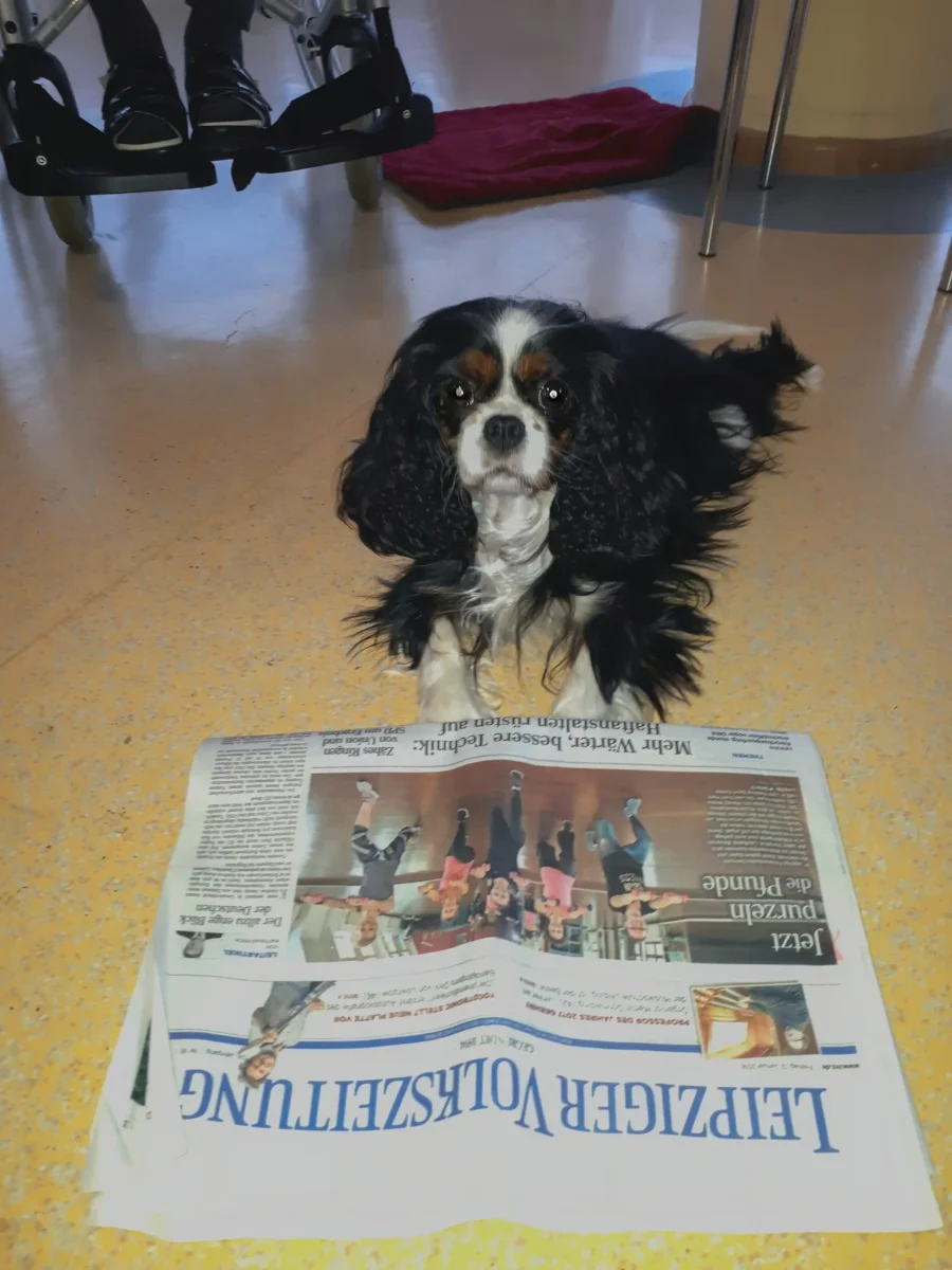 Ein Cavalier King Charles Spaniel liegt vor einer Tageszeitung.