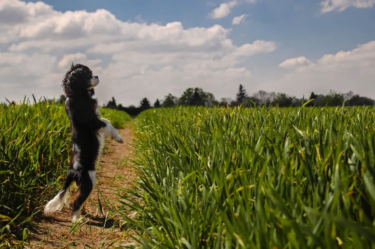 Ein kleiner Cavalier King Charles Spaniel stellt sich hin wie ein Erdmännchen.