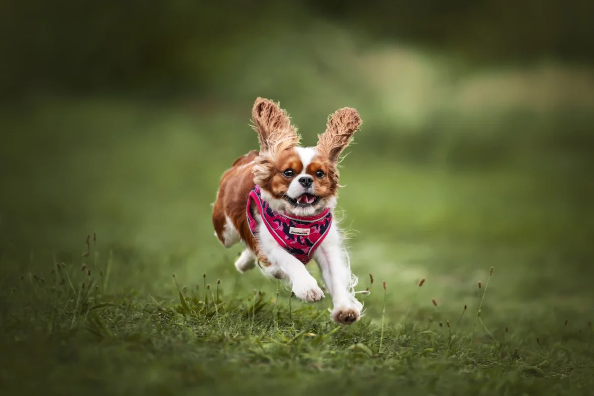 Ein Cavalier King Charles Spaniel rennt über eine Wiese.