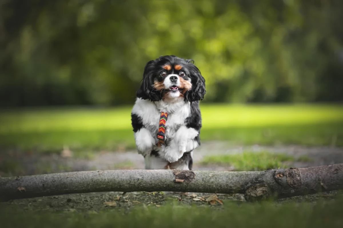 Ein Cavalier King Charles Spaniel springt über einen Ast.