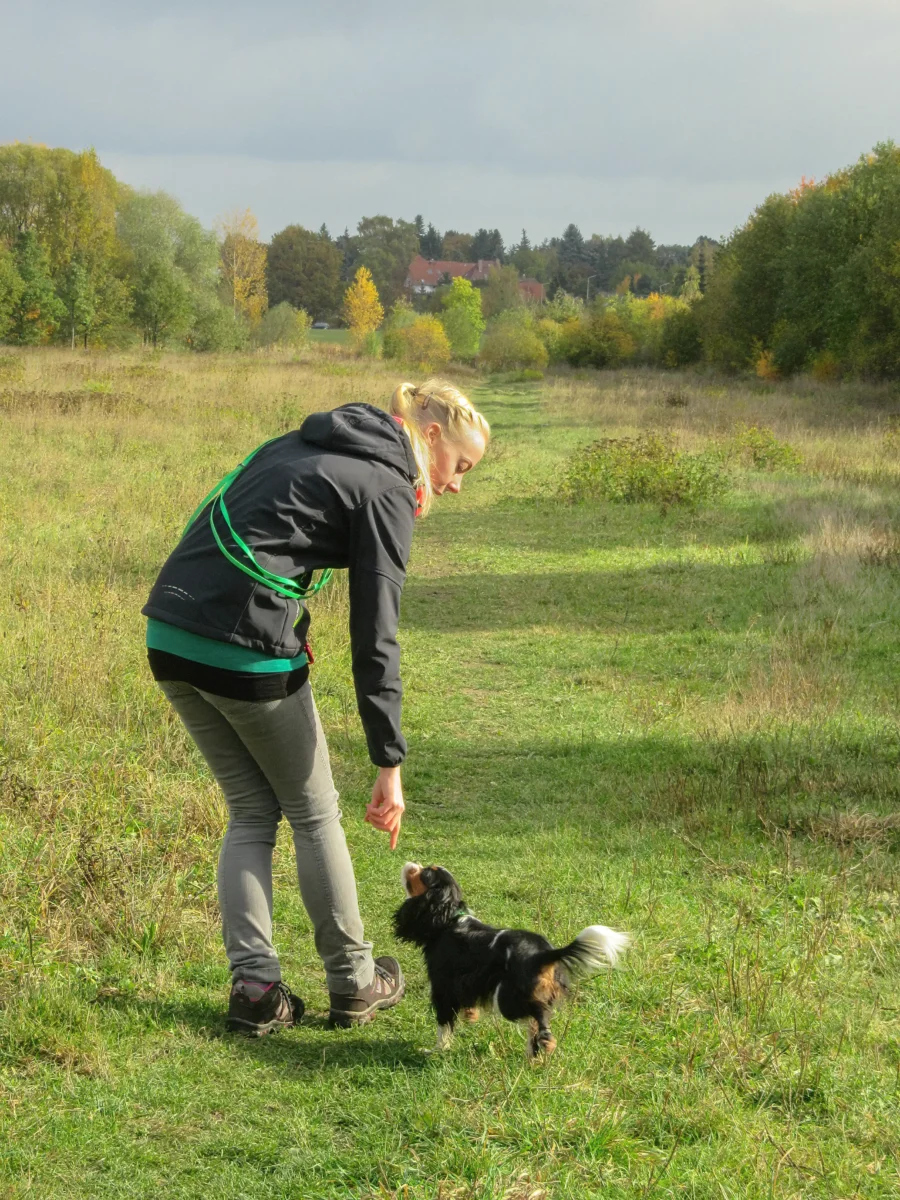 Training mit einem Cavalier King Charles Spaniel.