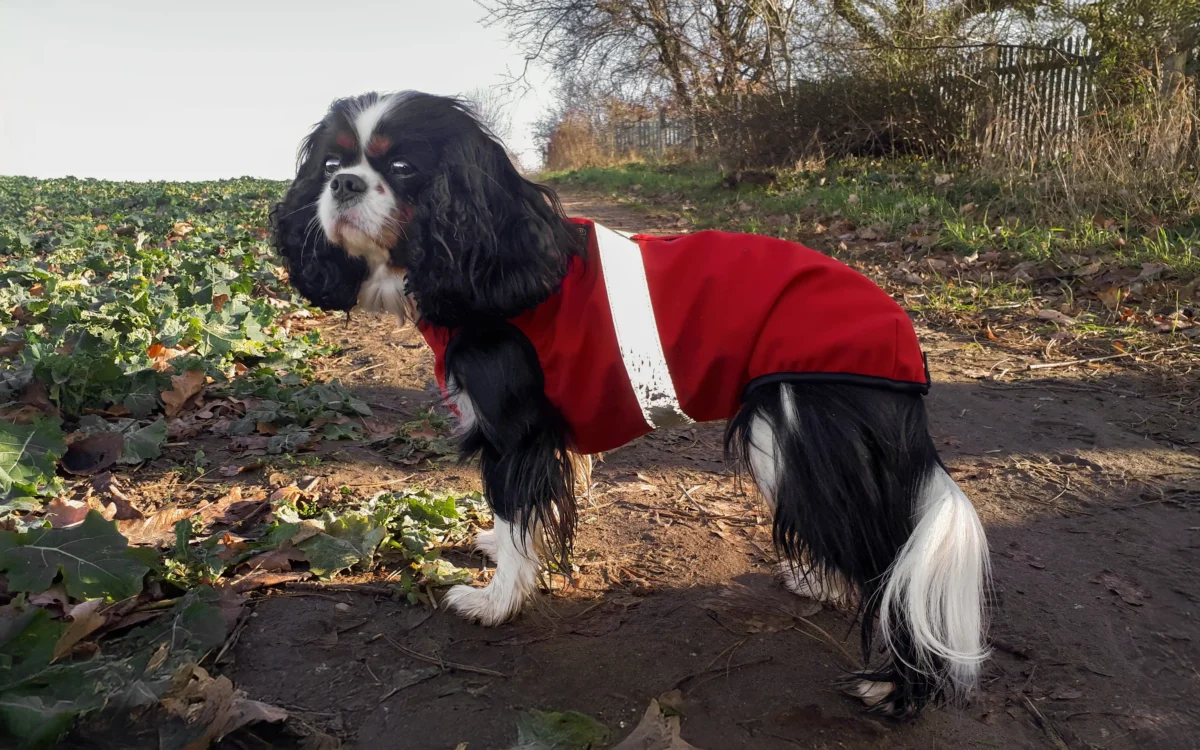 Ein Cavalier King Charles Spaniel in einem roten Mantel