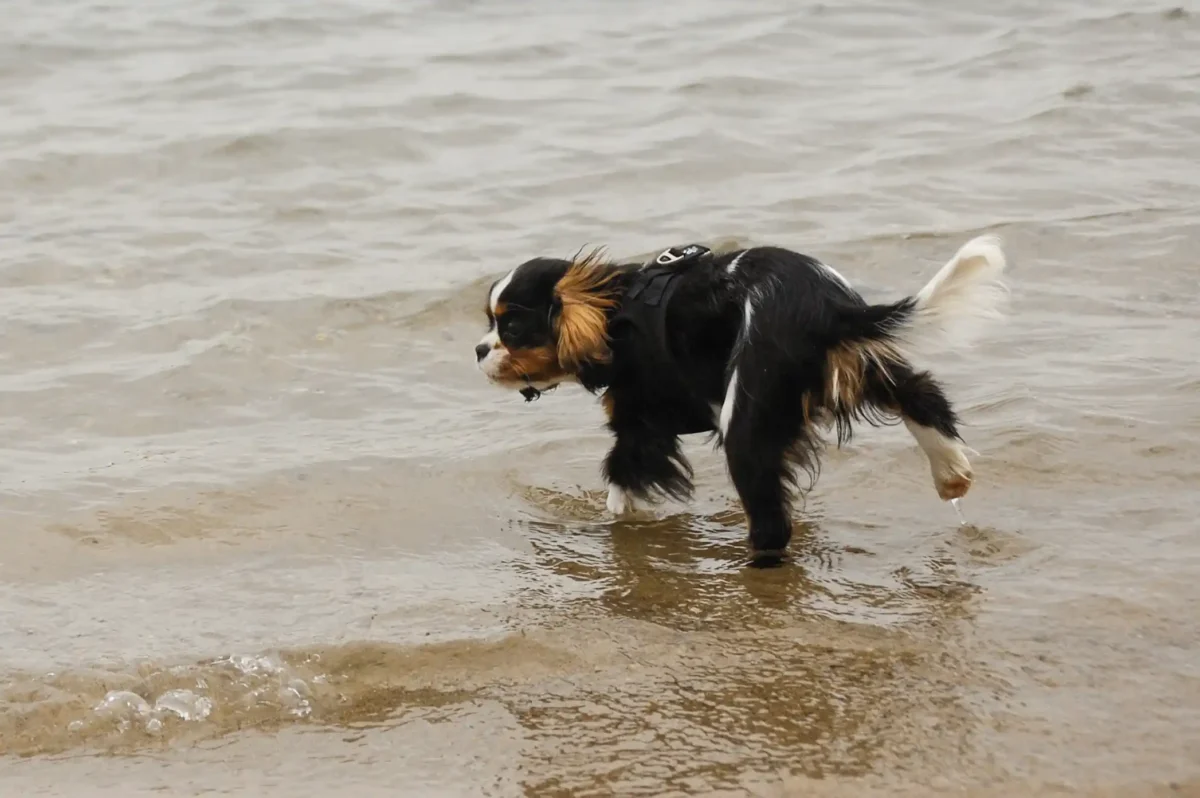 Ein kleiner Cavalier King Charles Spaniel erkundet das Wasser.