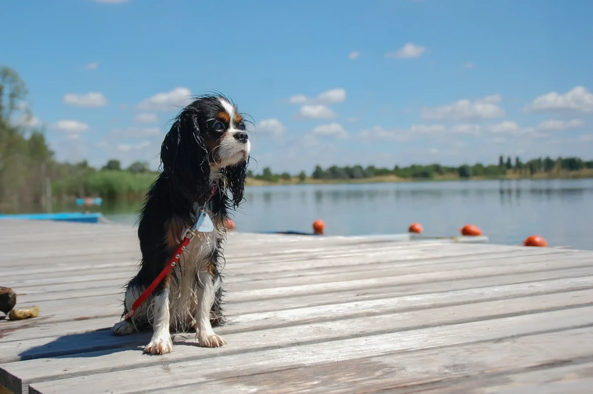 Ein Cavalier King Charles Spaniel sitzt auf einem Steg.