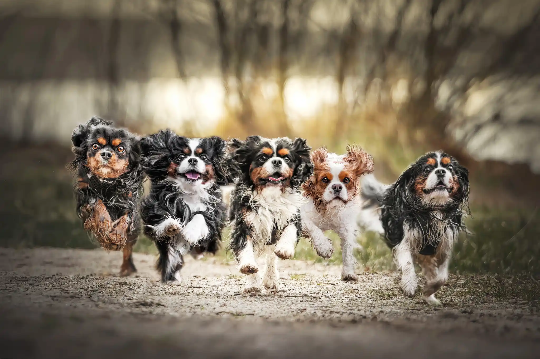 Viele Cavalier King Charles Spaniel rennen auf mich zu.