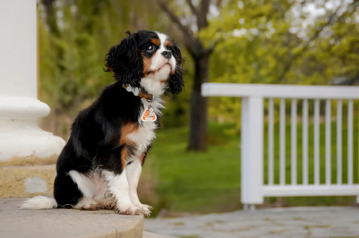 Ein kleiner Cavalier King Charles Spaniel steht auf einem Podest.