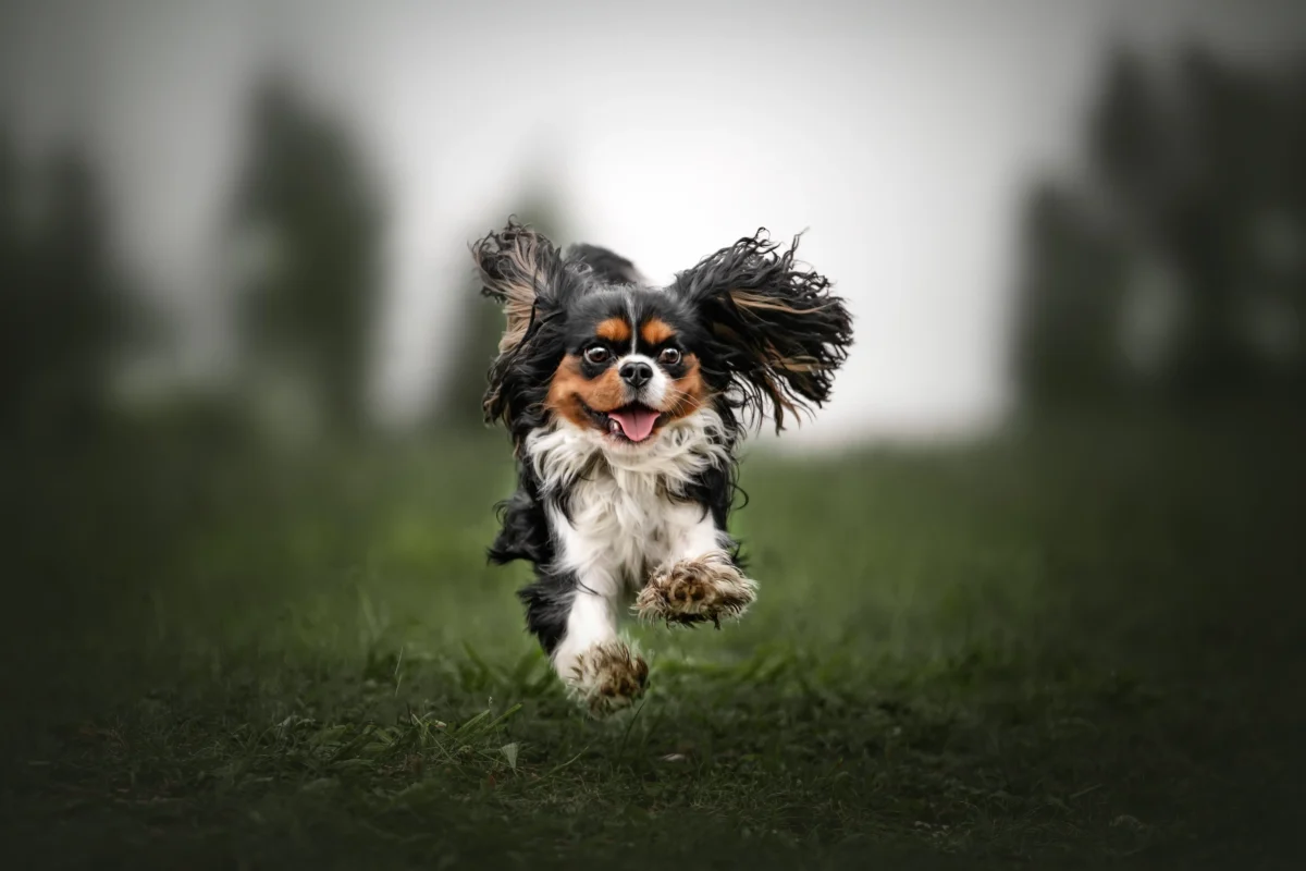 Ein Cavalier King Charles Spaniel am flitzen.