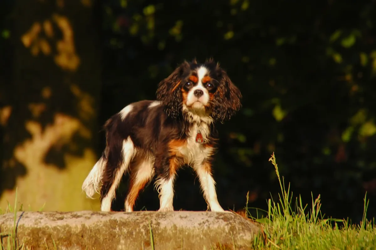 Ein Cavalier King Charles Spaniel steht auf einem Stein.