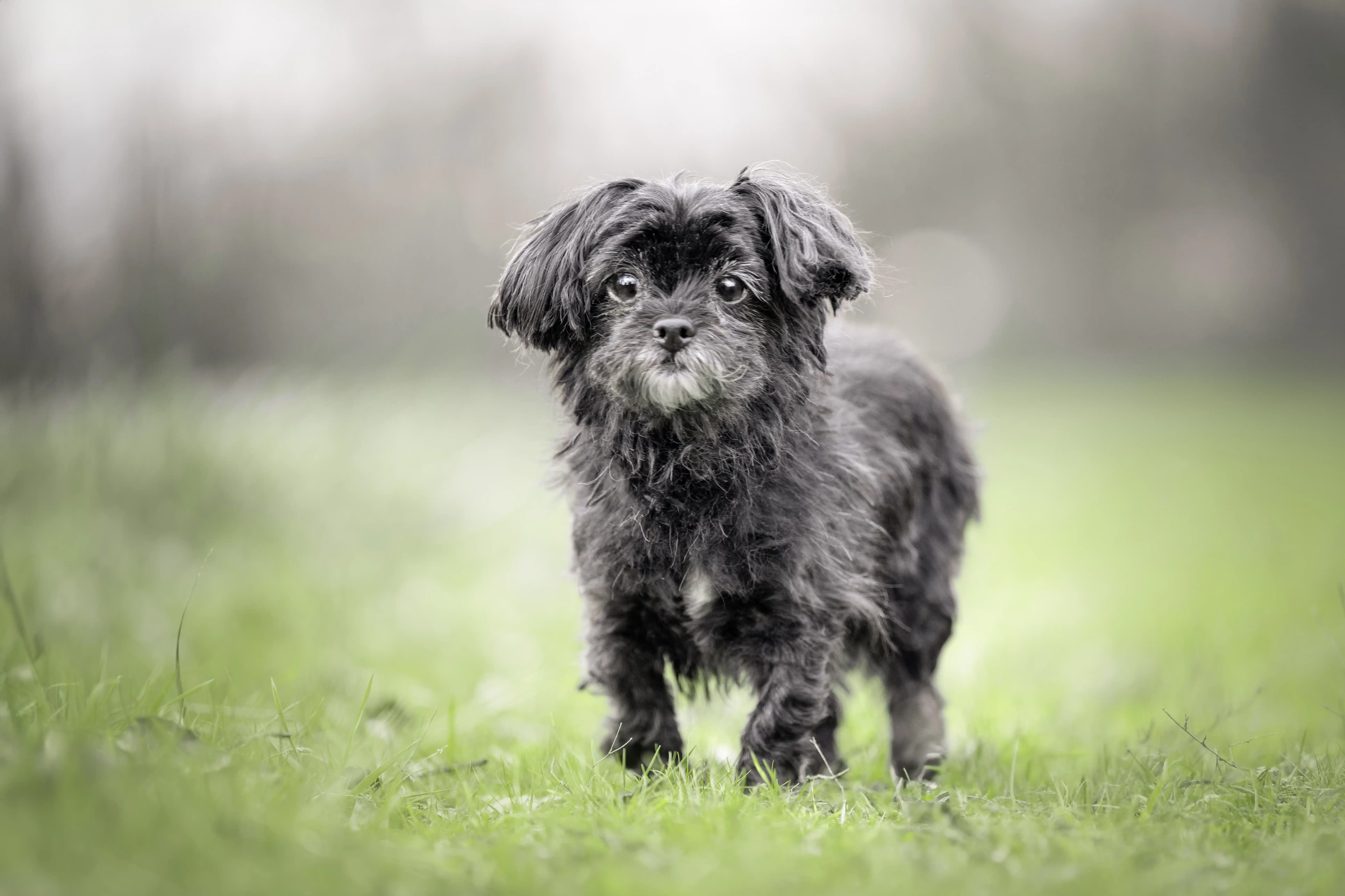 15-jährige Yorkshire Shih Tzu Mix Hündin auf einer grünen Wiese