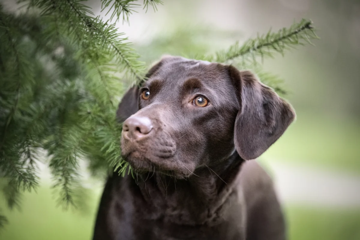 Junge braune Labradorhündin an einem Tannenzweig.