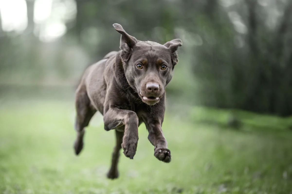 Labradorhündin in vollem Tempo