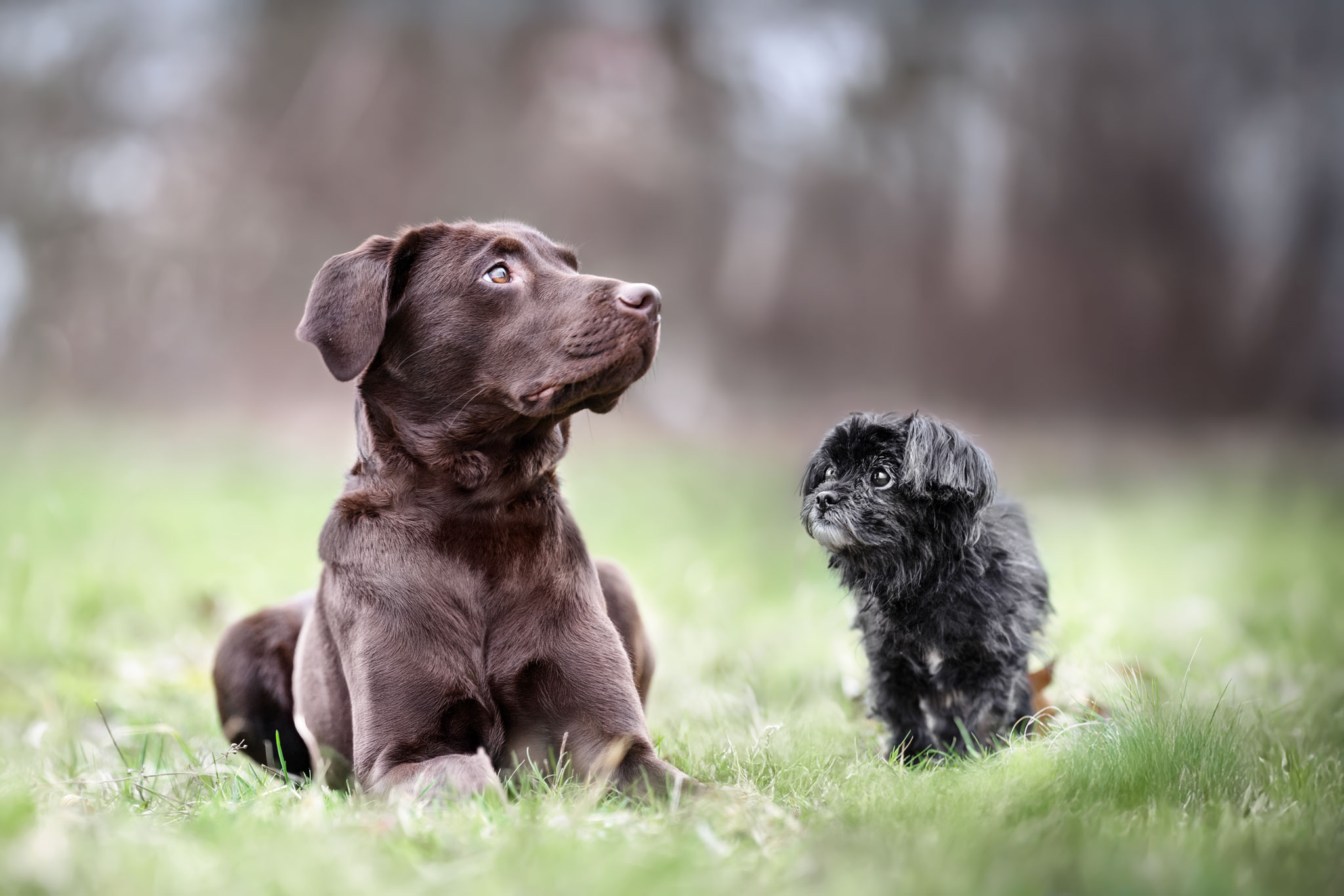 Junge Labradorhündin und eine alte Mixhündin gemeinsam auf einer Wiese.