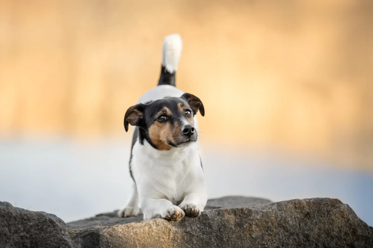 Ein Jack Russel auf einem Stein