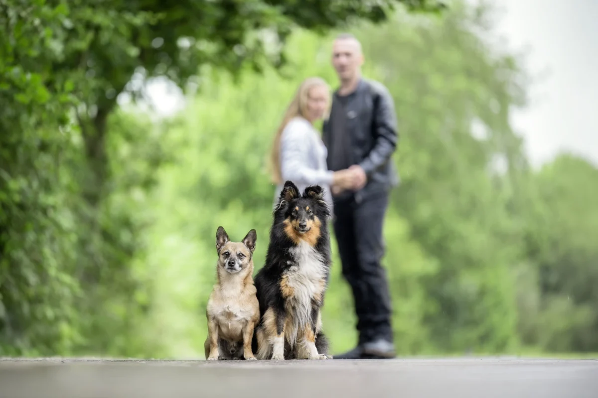 Zwei Menschen mit zwei Hunden.
