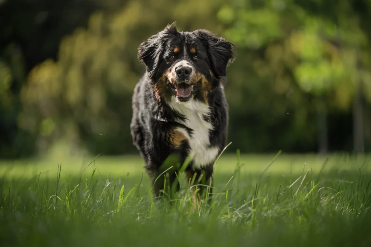 Ein Bernersennenhund auf einer grünen Wiese