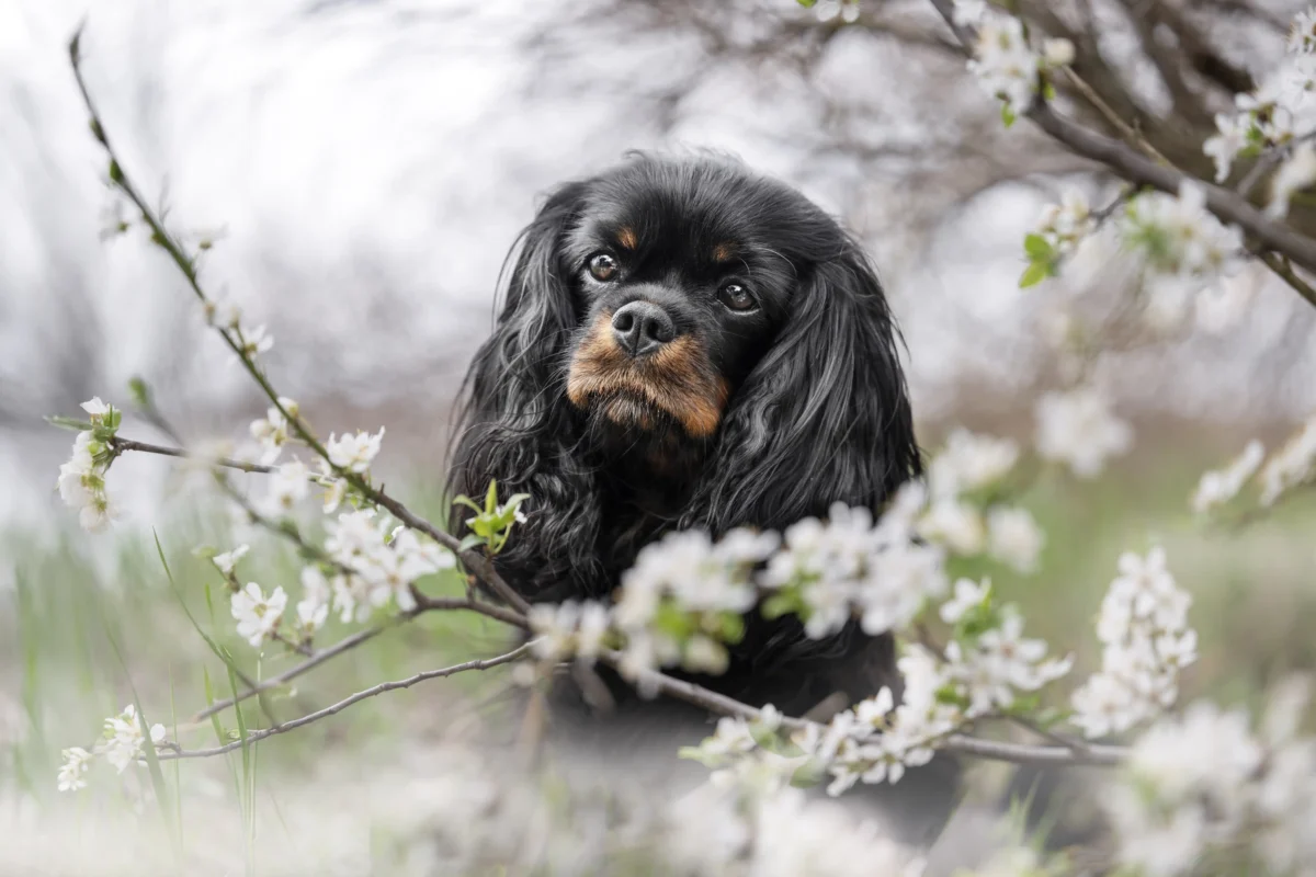 Eine Cavalier King Charles Spaniel Hündin zwischen Kirschblüten.