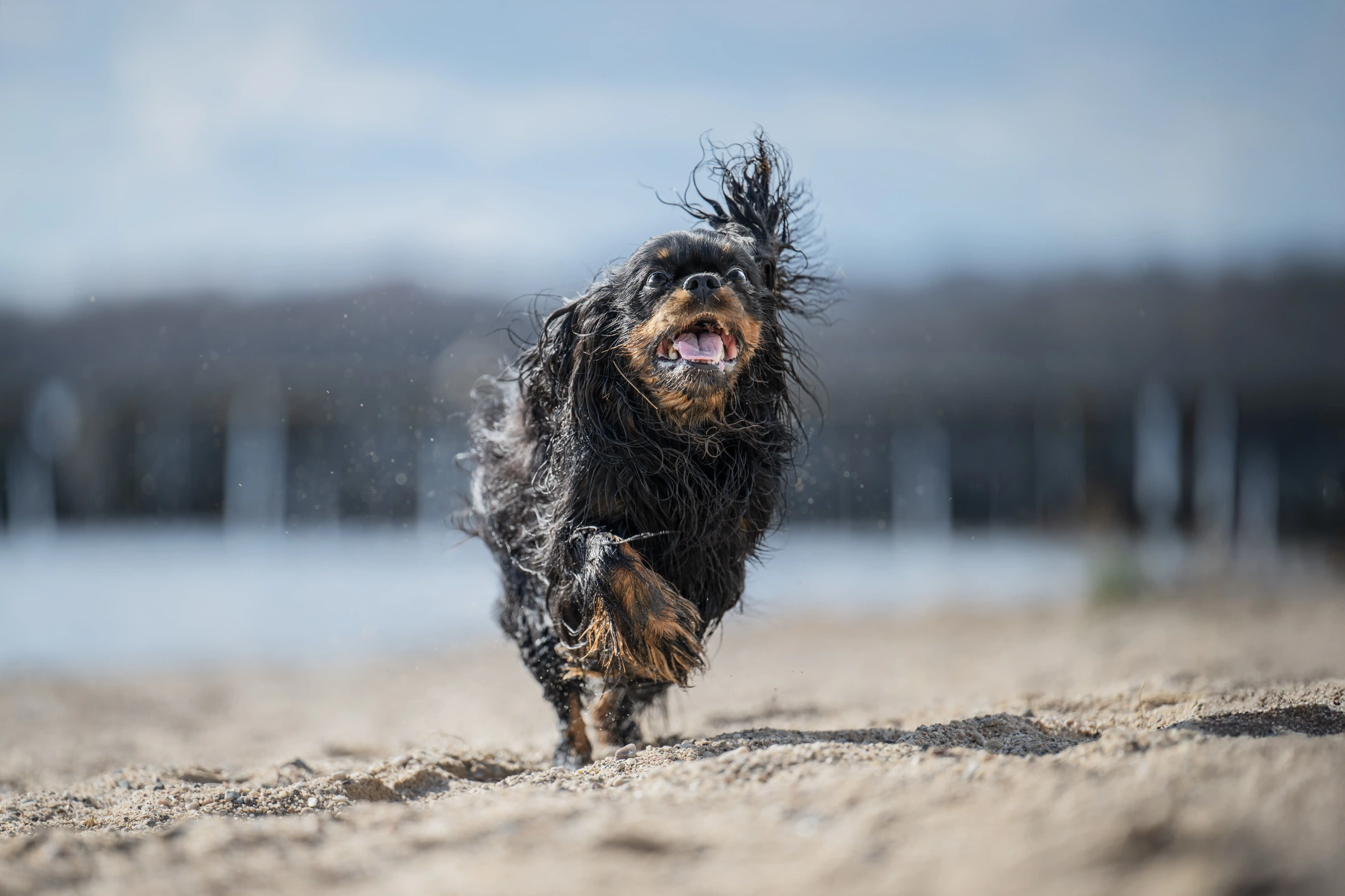 Eine kleine Hündin rennt den Strand entlang.