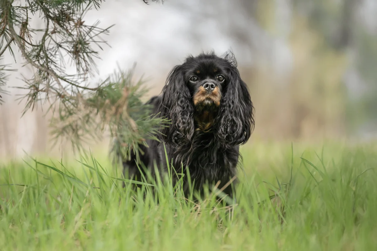 Ein Hund im hohen Gras