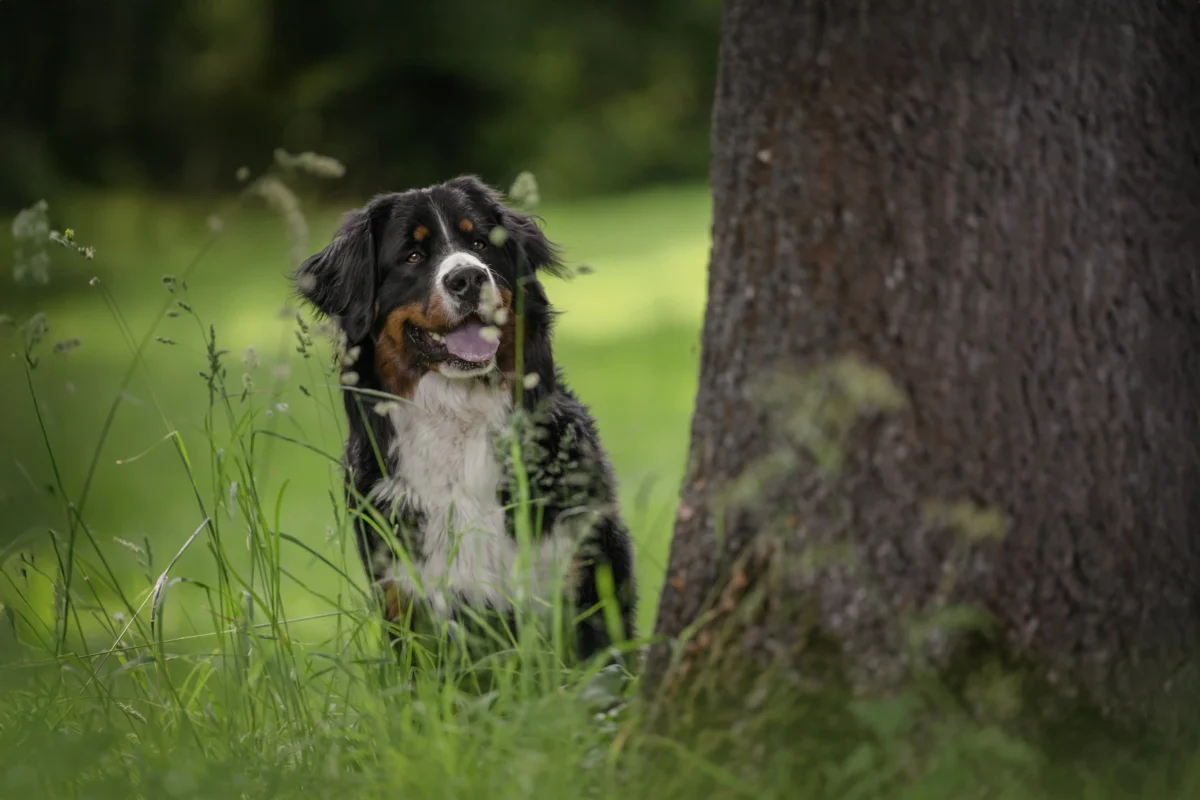 Ein Hund hinter einem Baumstamm.