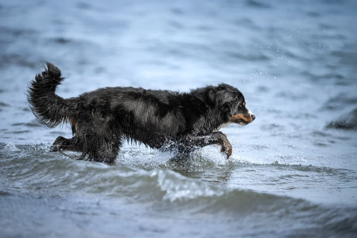 Ein Hund läuft durch das Wasser.