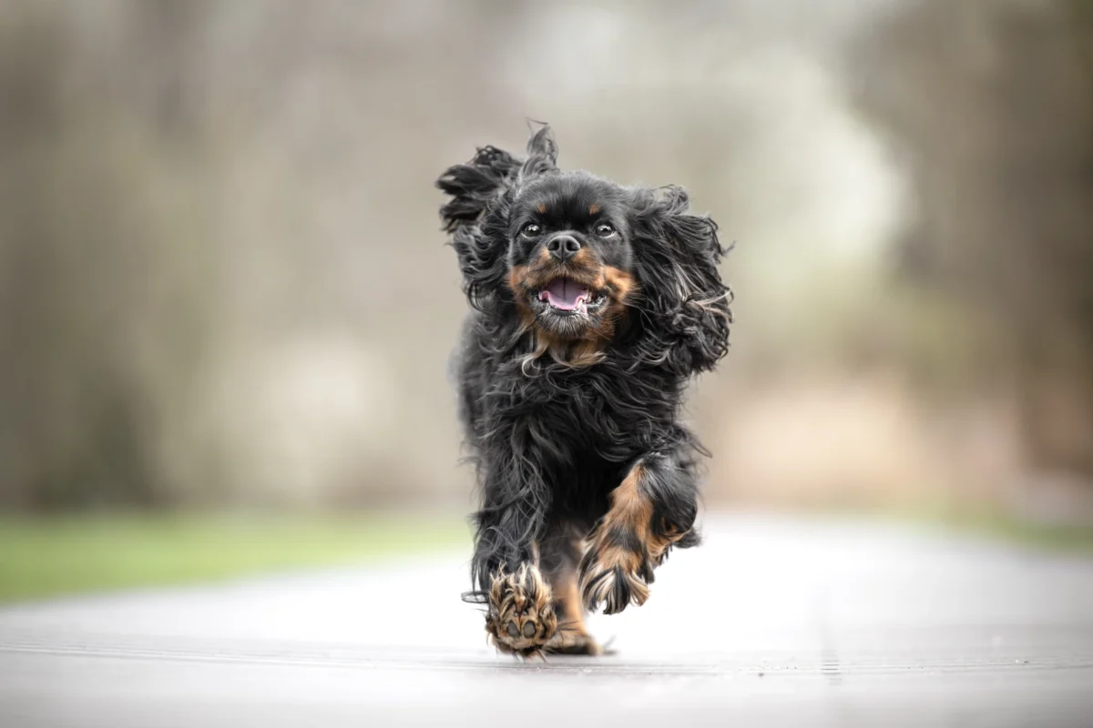 Ein Hund auf einem Steg.