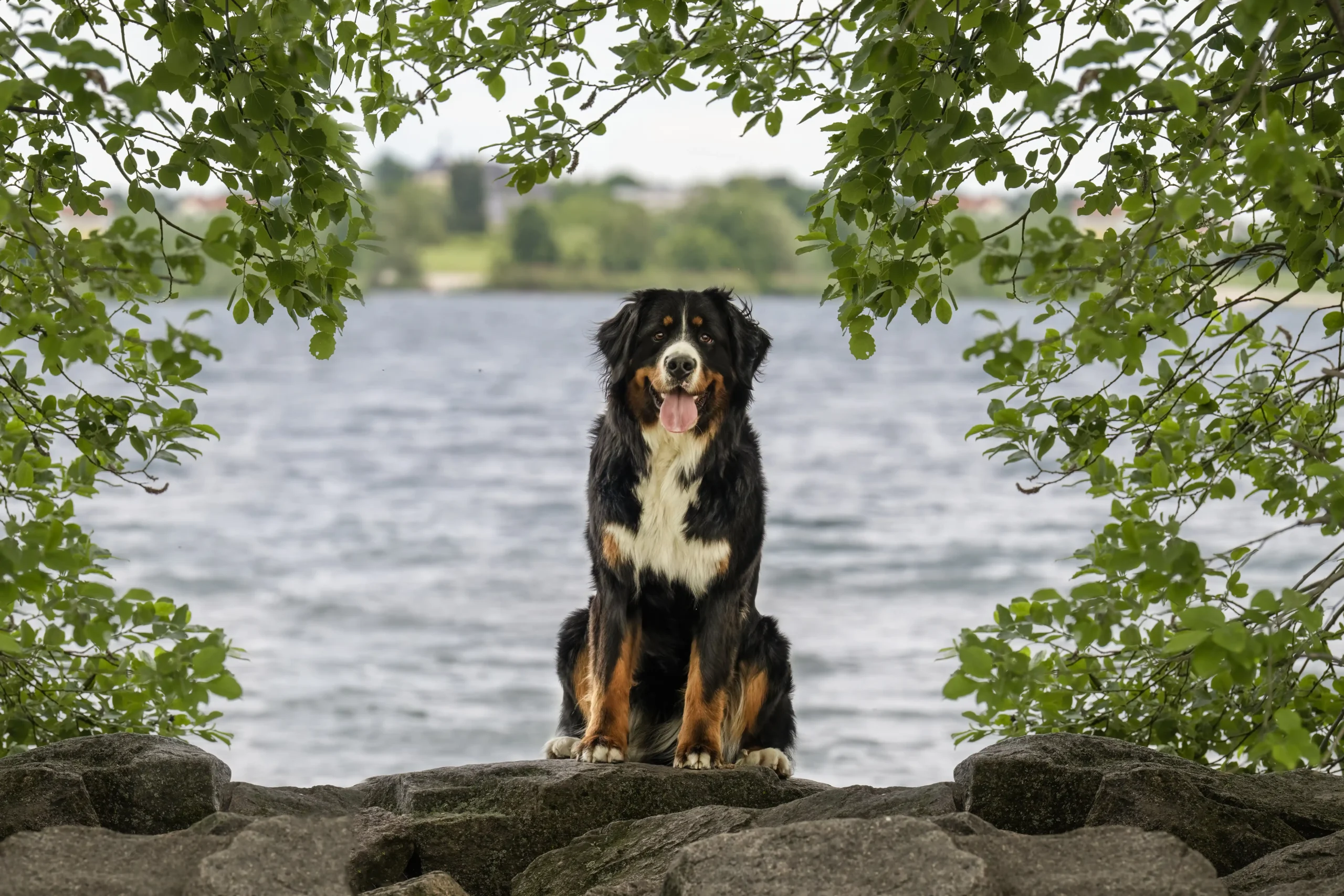 Ein Berner Sennenhund an einem See