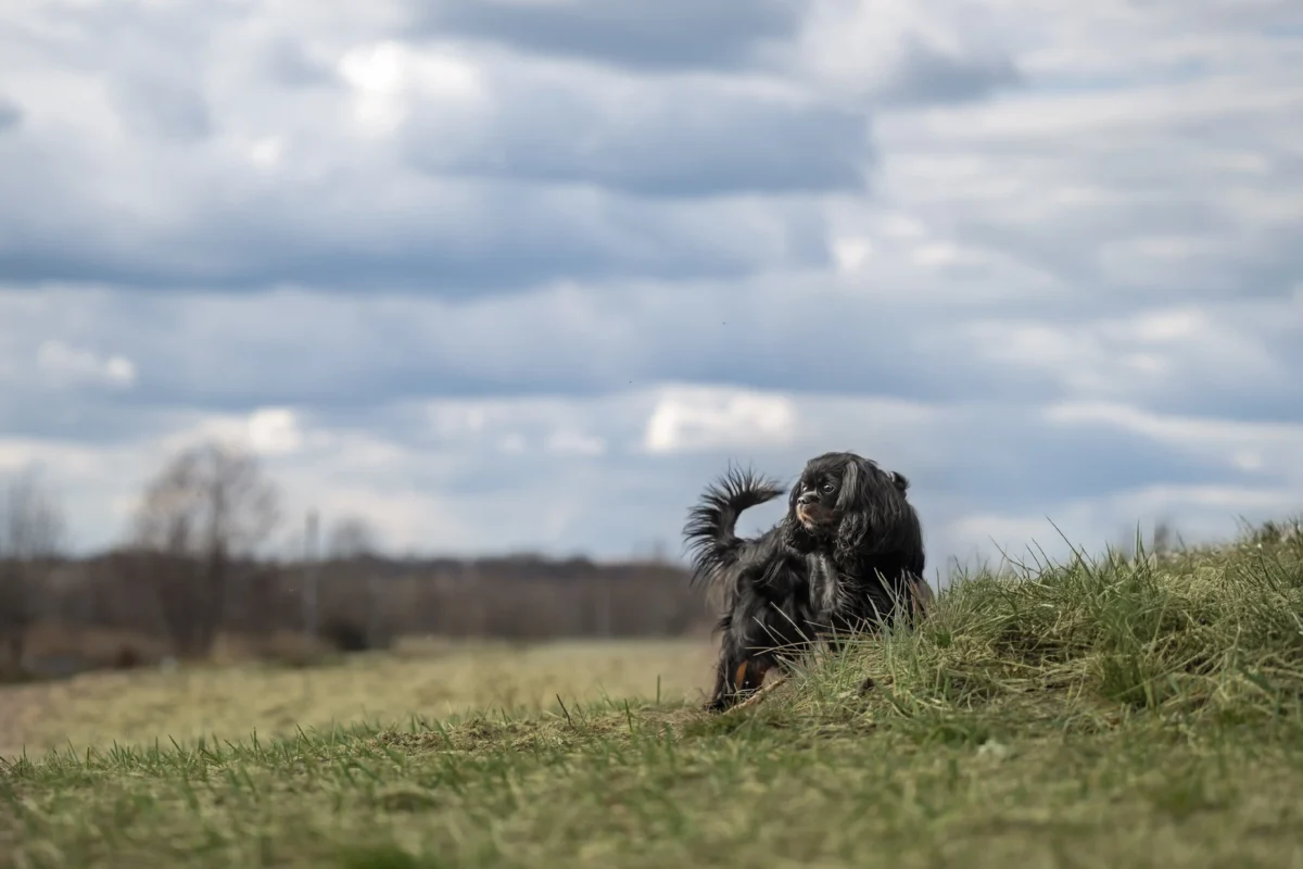 Ein Hund auf einem Feld.