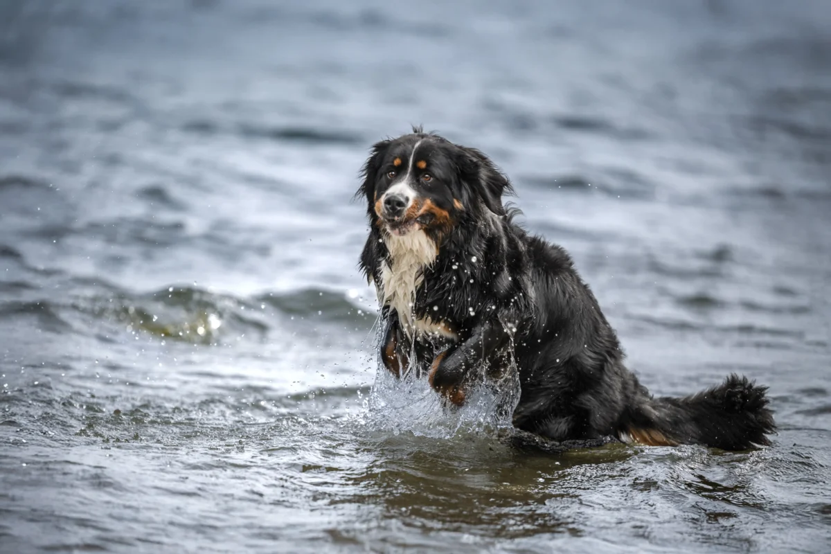 Eine Berner Sennenhündin im Wasser.