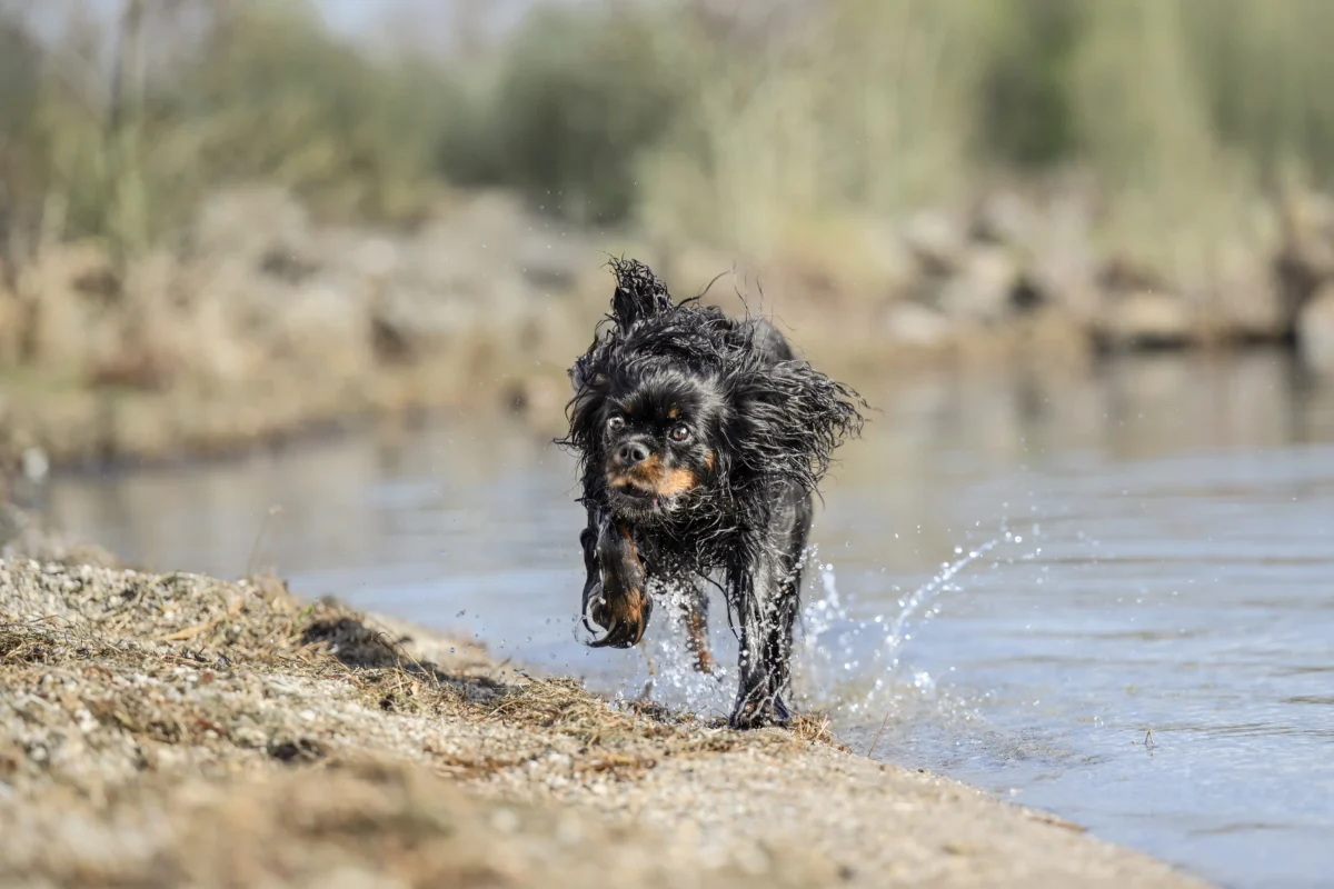 Ein Hund rennt durch das Wasser