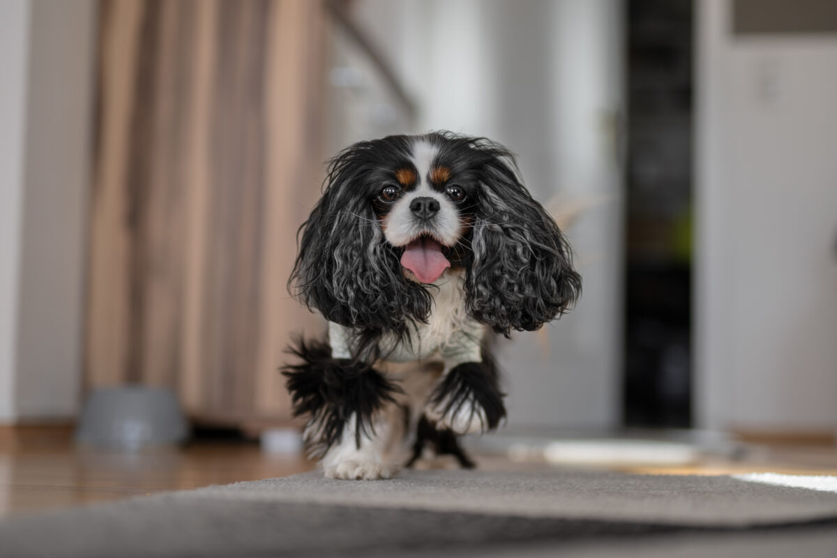 Ein Cavalier mit einem OP Boddy