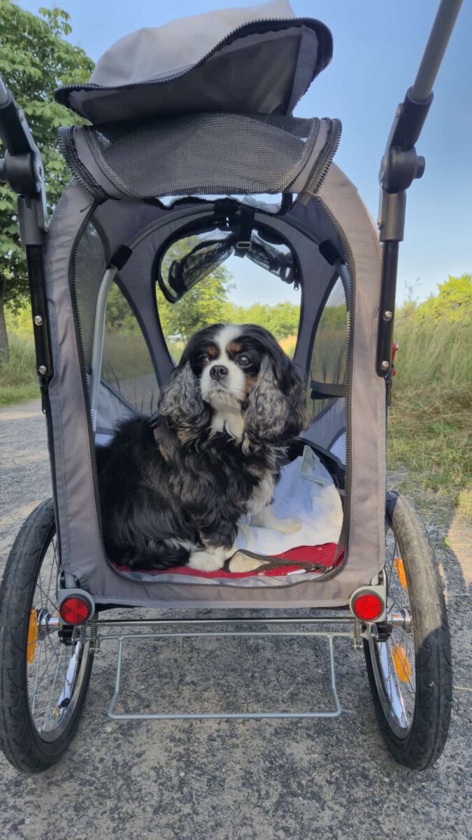 Ein kleiner Hund in einem Hundewagen
