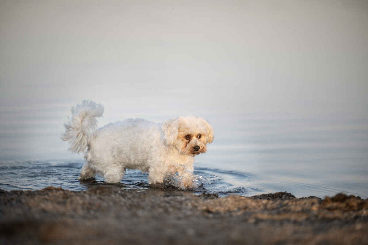 Ein kleiner Hund im See