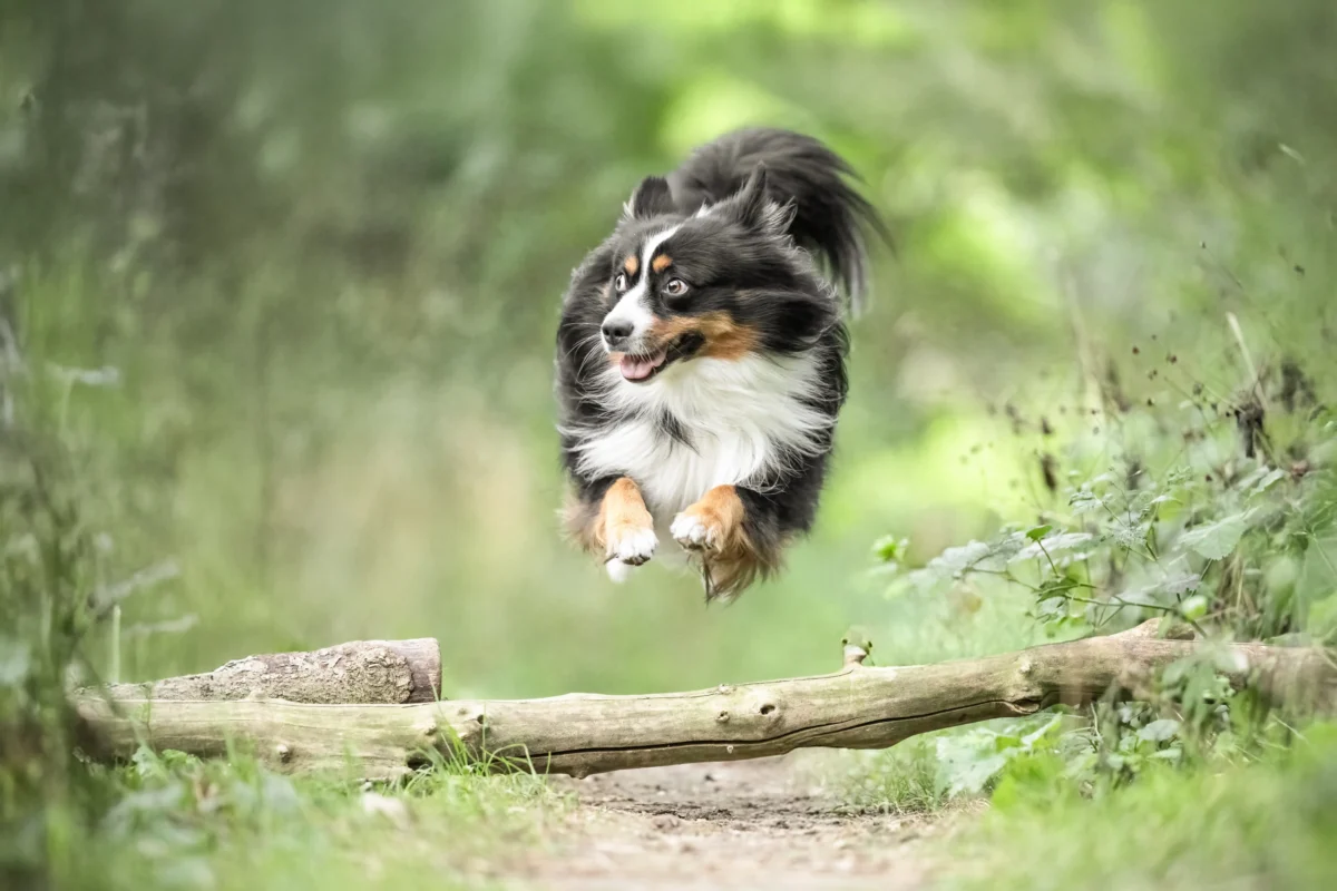 Ein fliegener Hund über einen Baumstamm.