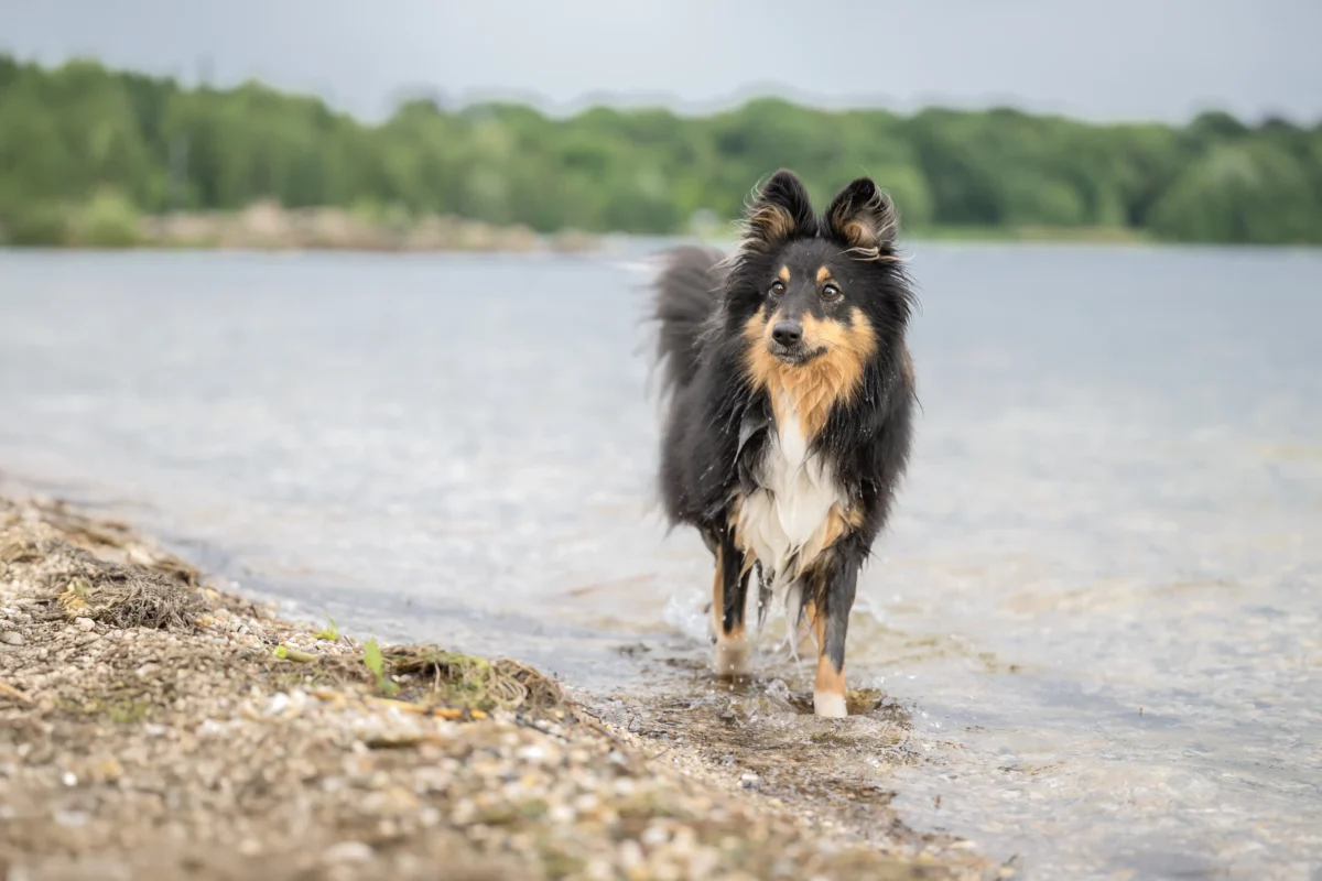 Eine Sheltihündin am See
