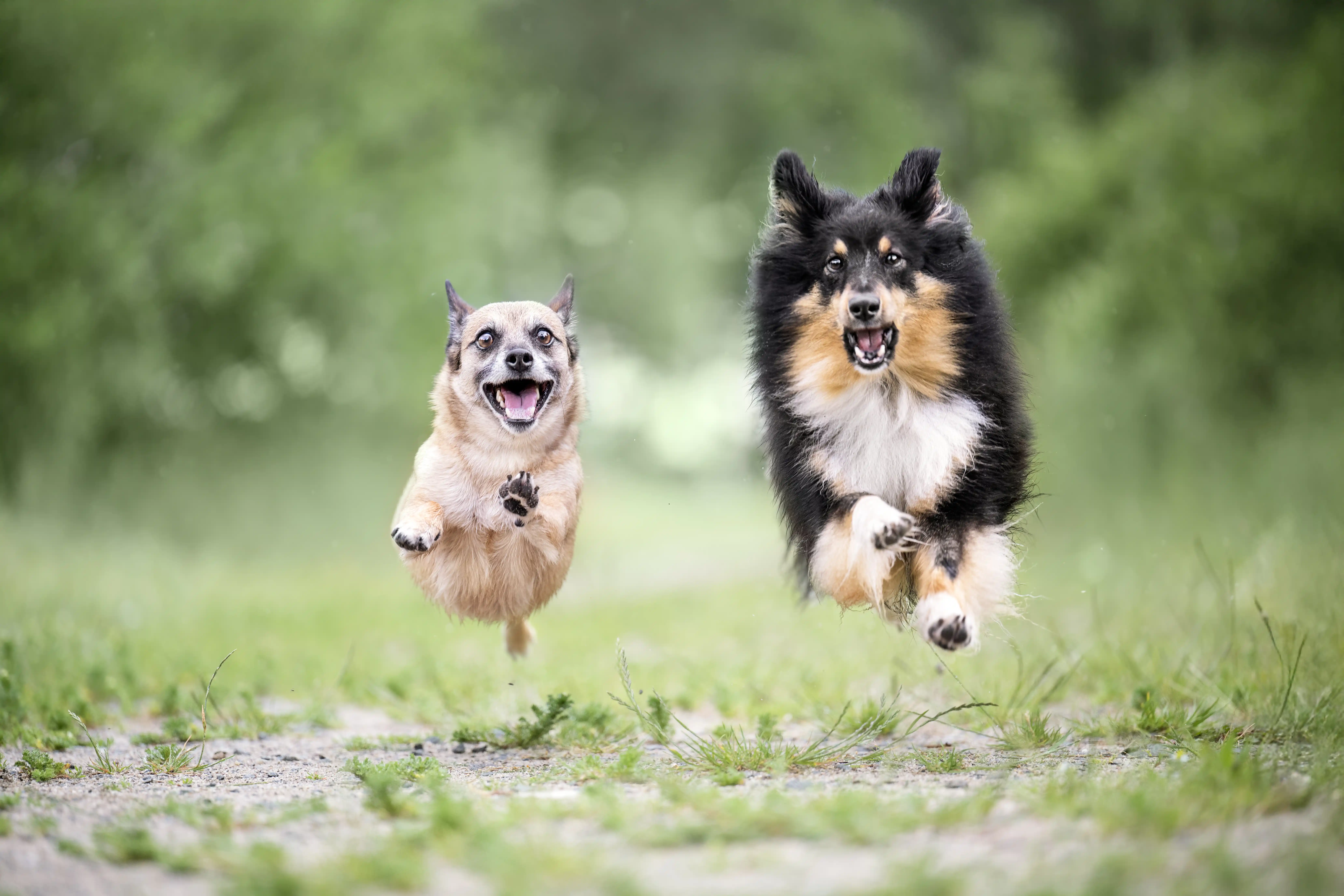 Zwei Hunde kommen auf mich zugerannt.