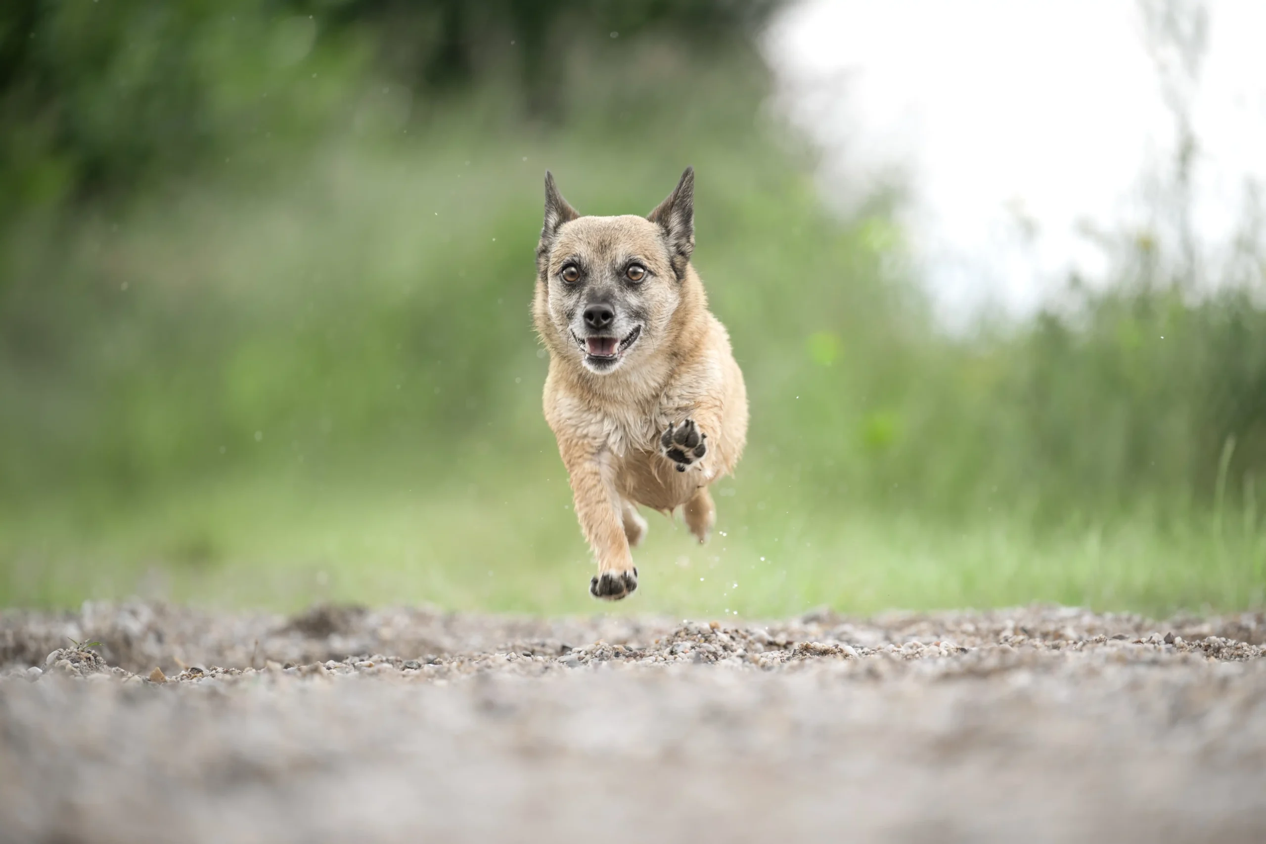 Ein kleiner Hund rennt
