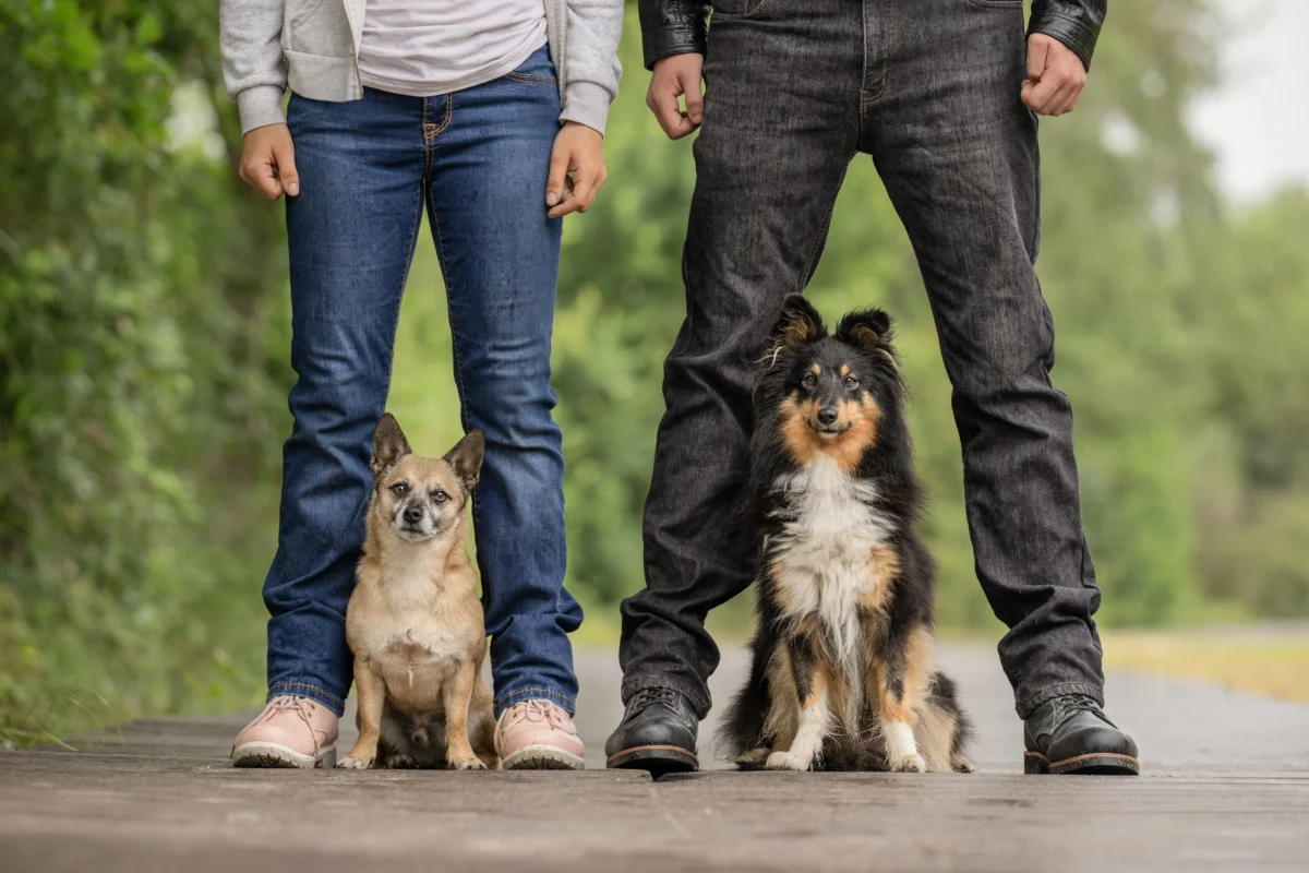 Zwei Menschen mit ihren Hunden an einem Steg