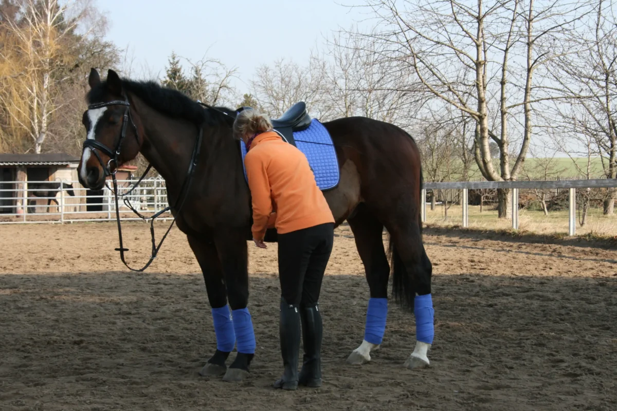 Eine junge Frau macht ein Pferd fürs reiten fertig