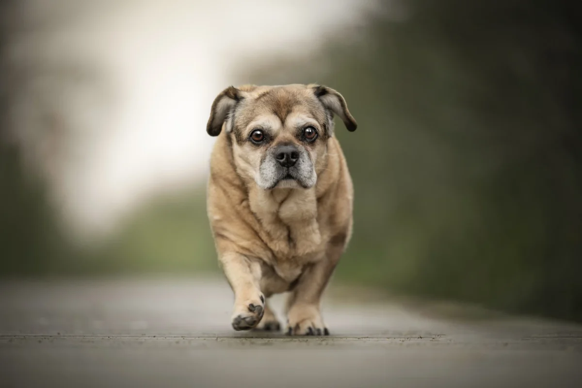 Eine kleine Hündin auf den Weg zur Fotografin