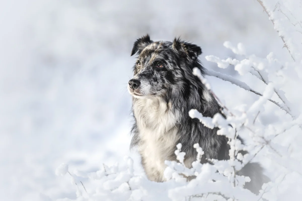 Ein Hund in einer weißen Winterlandschaft