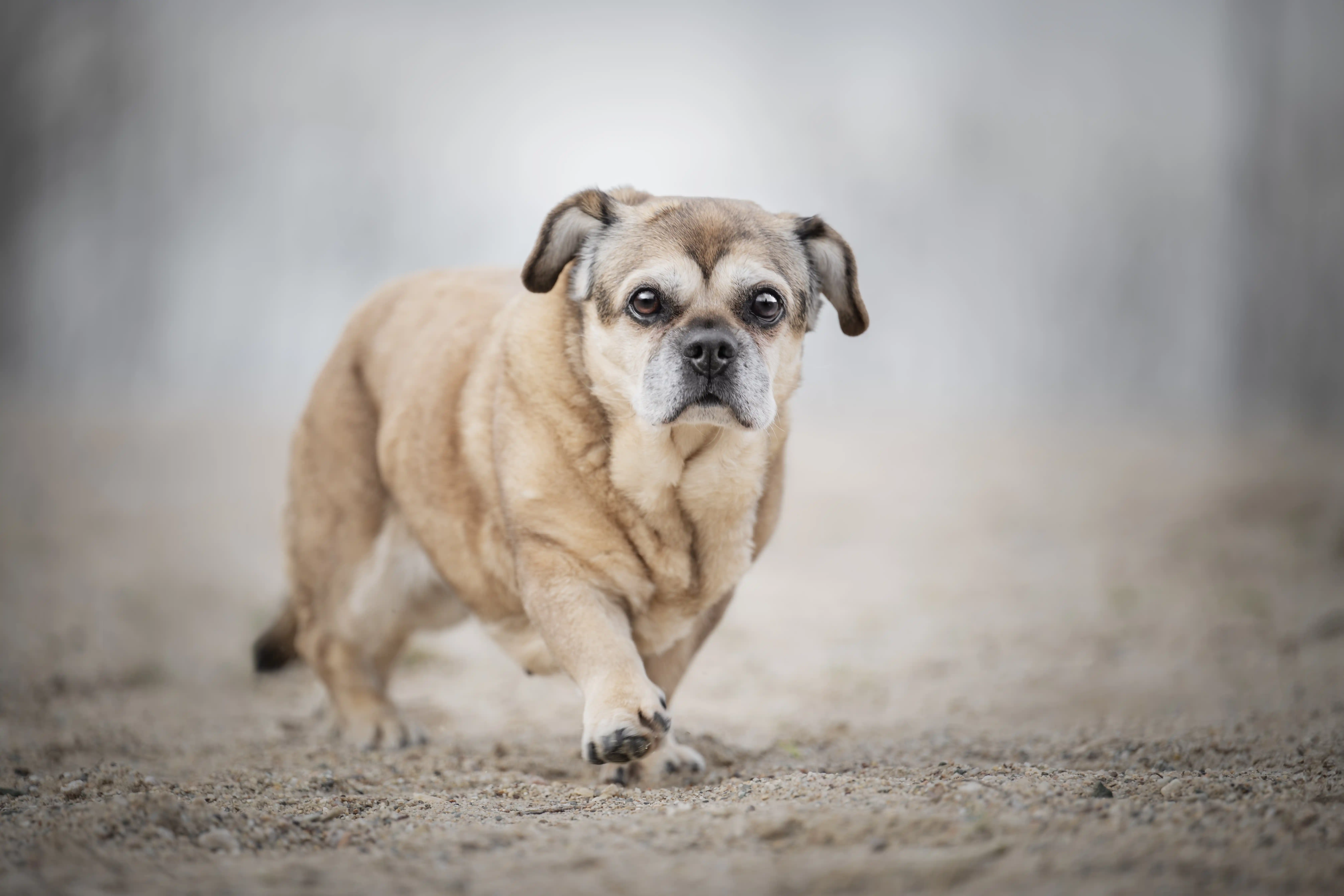 Eine kleine Hündin am Strand