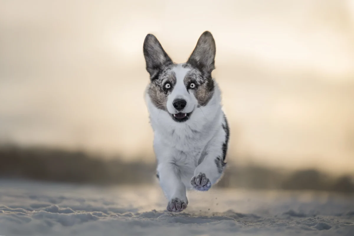 Ein Corgi in einer Winterlandschaft