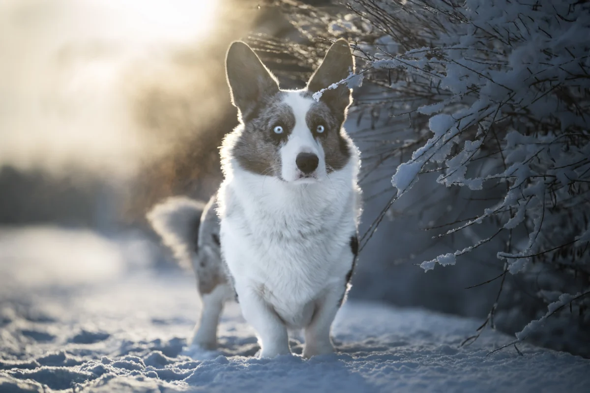 Ein Corgie im Winterzauber