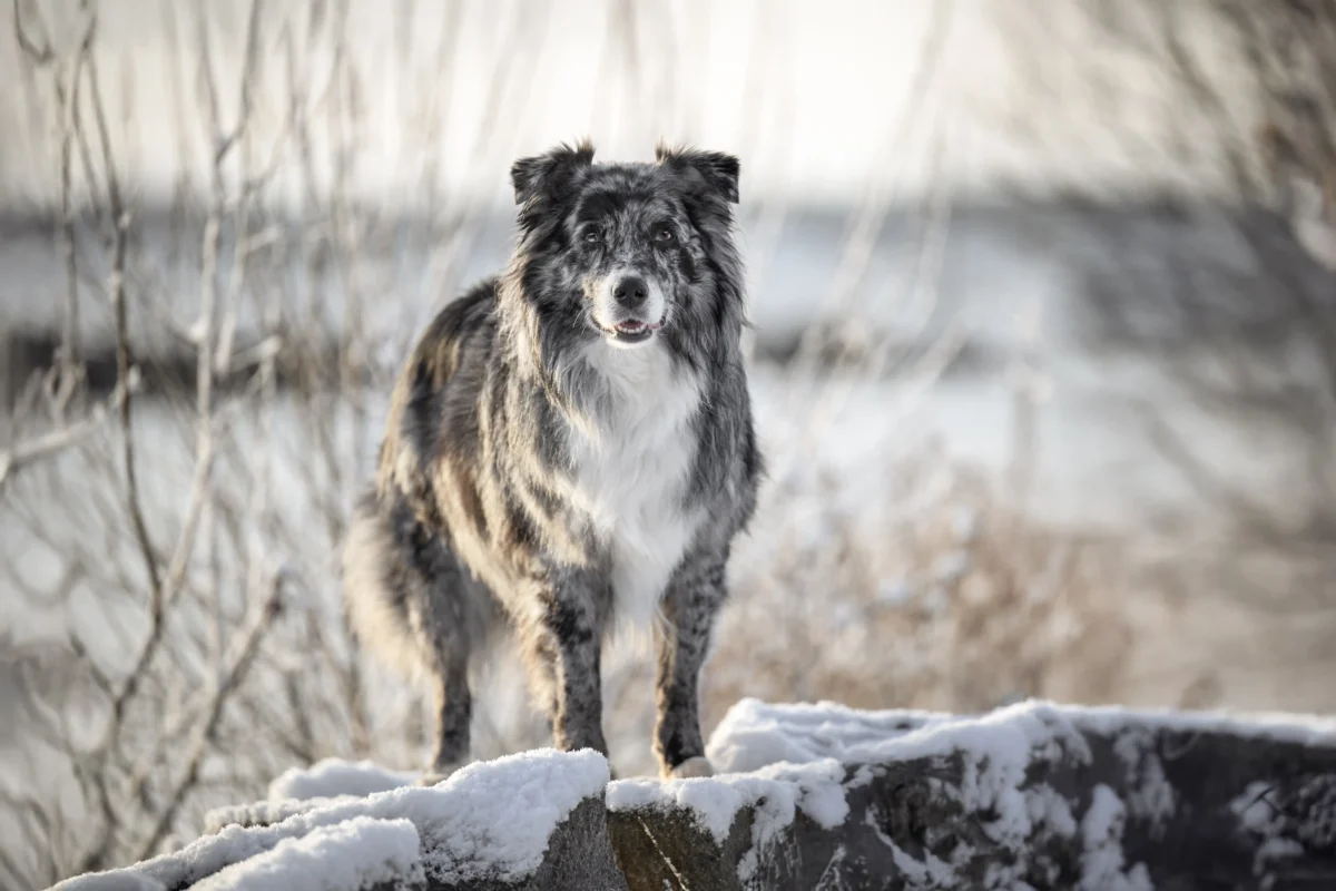 Ein Hund am See mit Blick in die Kamera
