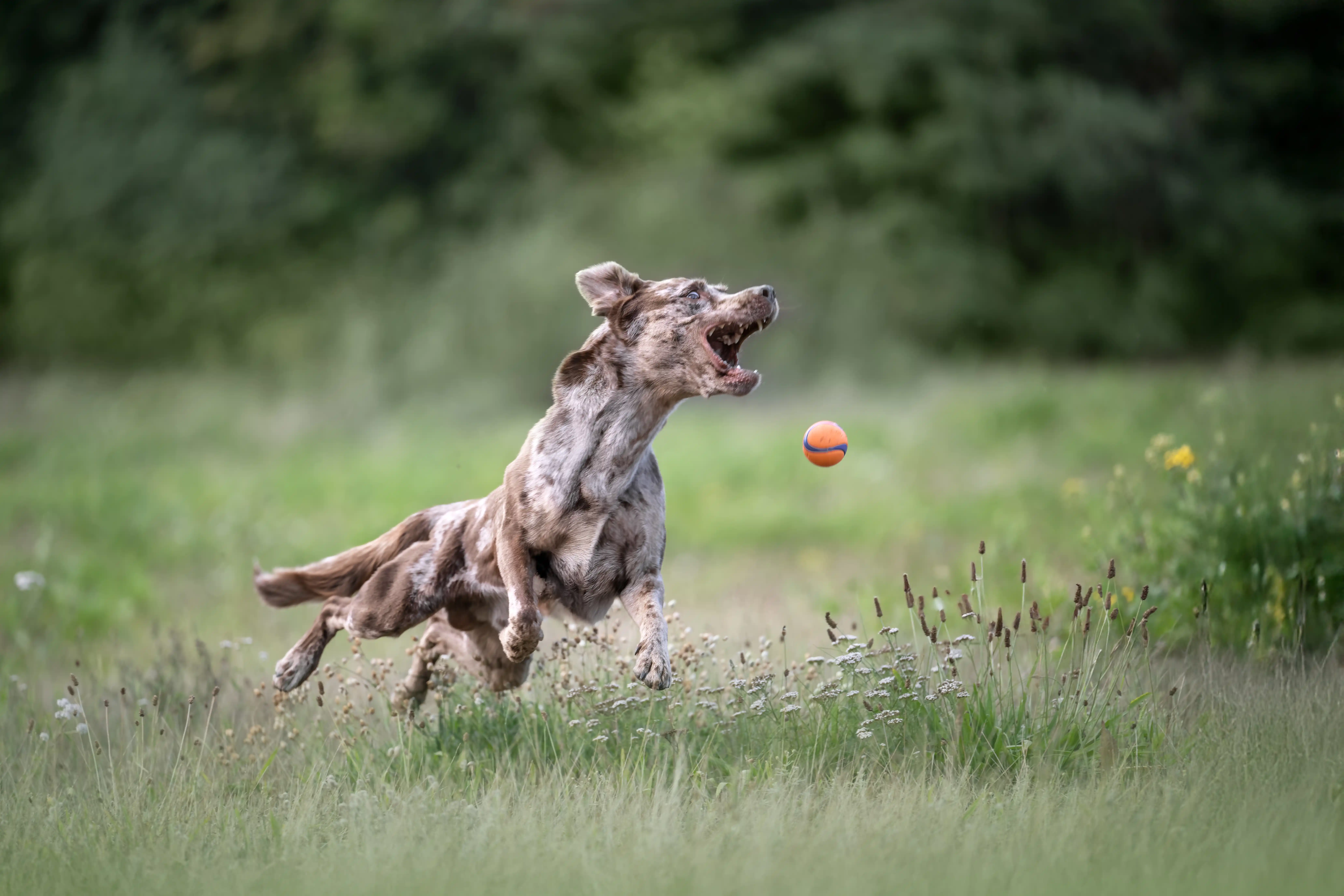 Ein Aussiedor Rüde rennt nach einem Ball.